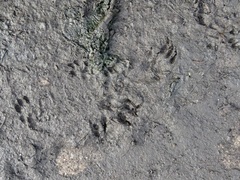 Spilogale gracilis