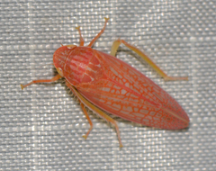 Gyponana gladia