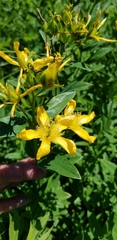 Hypericum ascyron