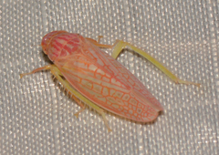 Gyponana gladia
