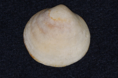 Glycymeris glycymeris