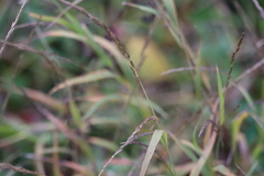 Muhlenbergia mexicana