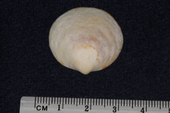 Glycymeris glycymeris