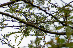 Chlorostilbon melanorhynchus