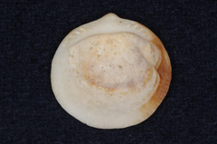 Glycymeris glycymeris