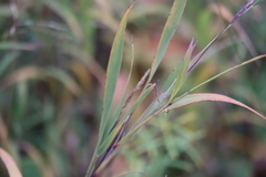 Muhlenbergia mexicana