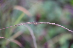 Muhlenbergia mexicana