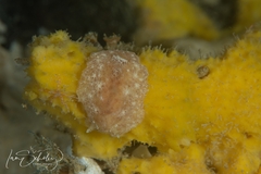 Sclerodoris