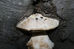 Trametes suaveolens