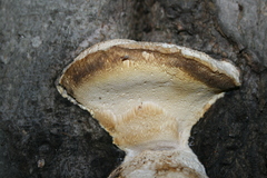 Trametes suaveolens