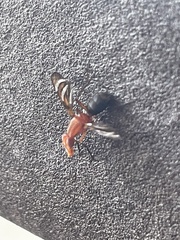 Tritoxa incurva