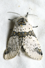 Furcula scolopendrina