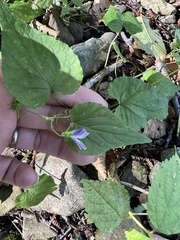 Viola canadensis