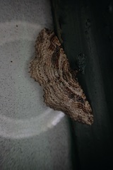 Costaconvexa centrostrigaria