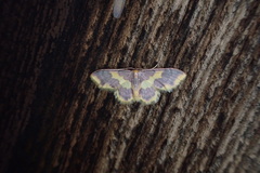 Lophosis labeculata
