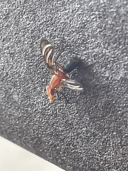 Tritoxa incurva