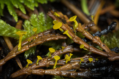 Chloroscypha alutipes