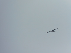 Pelecanus occidentalis