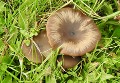 Pseudoclitocybe cyathiformis