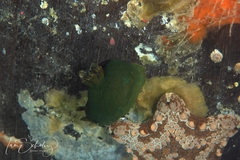 Tambja dracomus