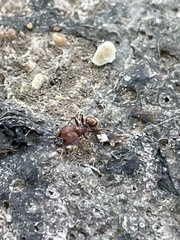 Pheidole obscurithorax