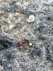 Pheidole obscurithorax