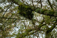 Tillandsia incarnata