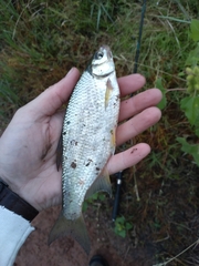 Notemigonus crysoleucas