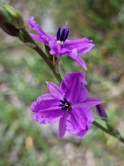 Arthropodium strictum
