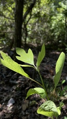 Sassafras albidum