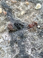 Pheidole obscurithorax