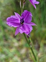Arthropodium strictum