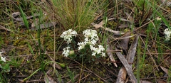 Pimelea humilis
