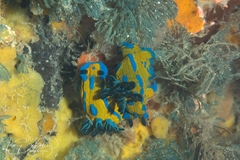 Tambja verconis