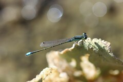 Ischnura denticollis
