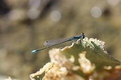 Ischnura denticollis