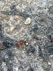 Pheidole obscurithorax