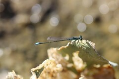 Ischnura denticollis