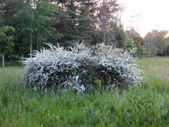 Spiraea prunifolia