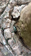 Zygogramma signatipennis