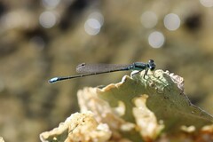 Ischnura denticollis