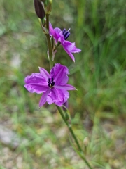 Arthropodium strictum