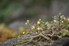 Calceolaria
