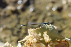 Ischnura denticollis