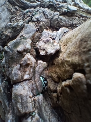 Zygogramma signatipennis