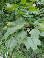 Acer