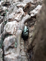 Zygogramma signatipennis