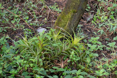 Tillandsia incarnata