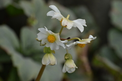 Begonia octopetala