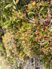 Rhagodia candolleana